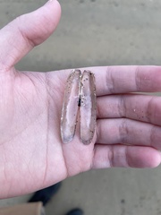 Solen marginatus