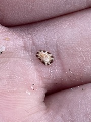 Patella ulyssiponensis