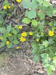Hieracium venosum
