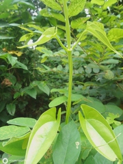 Dioscorea alata