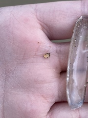 Patella ulyssiponensis