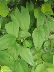 Dioscorea alata