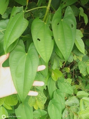 Dioscorea alata