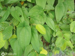 Dioscorea alata