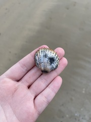 Acanthocardia echinata