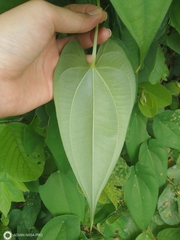 Dioscorea alata