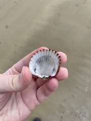 Acanthocardia echinata