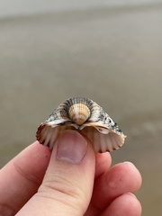 Acanthocardia echinata