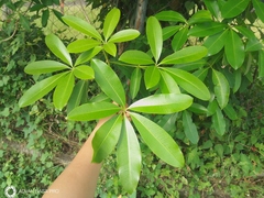 Alstonia scholaris