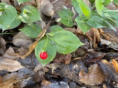 Ruscus hypoglossum