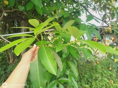 Alstonia scholaris