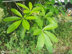 Alstonia scholaris