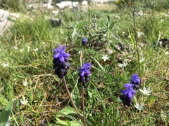 Muscari