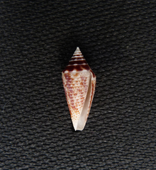 Conasprella