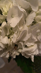 Hydrangea macrophylla