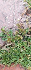 Lepidium bipinnatifidum