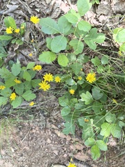Hieracium venosum