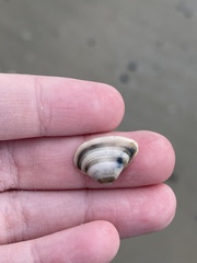 Donax trunculus