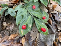Ruscus hypoglossum