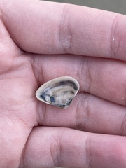Donax trunculus