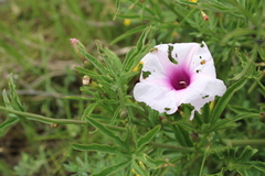 Ipomoea platensis