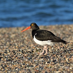 Haematopus leucopodus