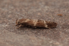 Mompha subbistrigella