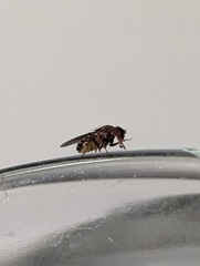 Drosophila