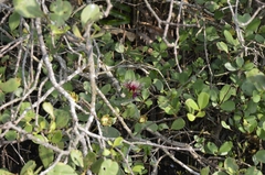 Sonneratia caseolaris