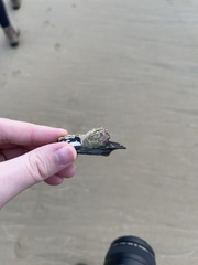 Perforatus perforatus