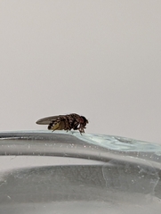 Drosophila