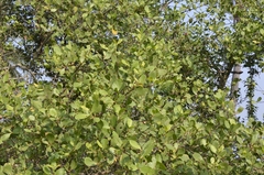 Sonneratia caseolaris