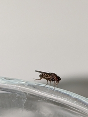 Drosophila