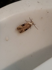 Endrosis sarcitrella