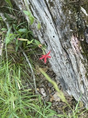 Silene virginica