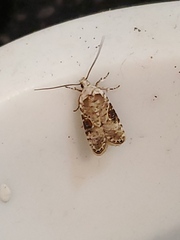 Endrosis sarcitrella