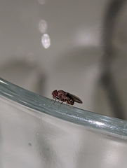 Drosophila