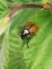 Cryptocephalus variegatus