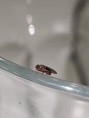 Drosophila
