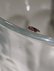 Drosophila