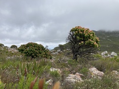 Mimetes fimbriifolius
