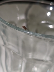 Drosophila