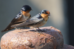 Hirundo tahitica
