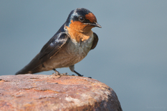 Hirundo tahitica