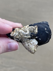 Mytilus galloprovincialis