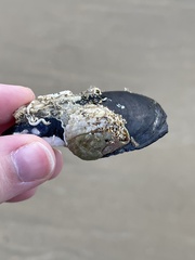 Mytilus galloprovincialis