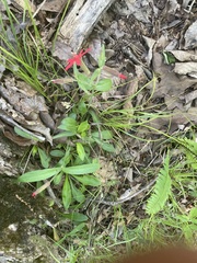 Silene virginica