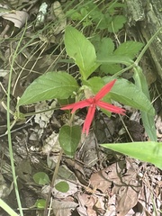 Silene virginica