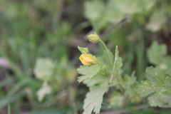 Modiolastrum malvifolium