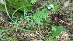 Galium intermedium